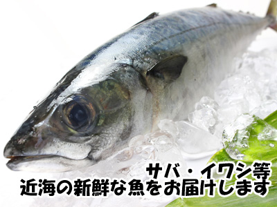 青魚