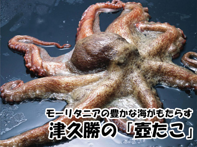 蛸